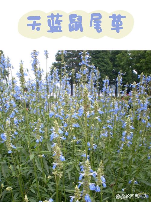 蓝花鼠尾草怎么养？蓝花鼠尾草怎么种植？-第8张图片-优品飞百科