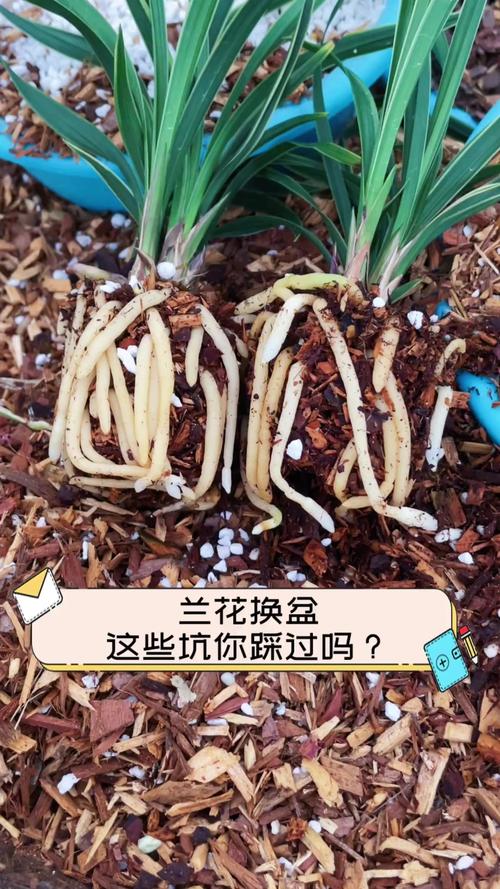 给兰花换盆是用什么土，给兰花换盆是用什么土比较好？-第4张图片-优品飞百科