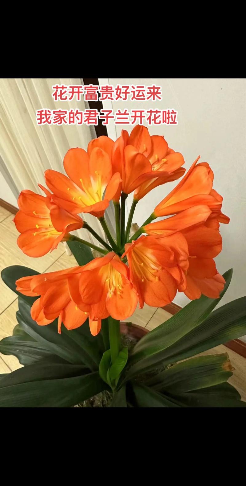 君子兰开花有什么迹象，君子兰开花有什么兆头寓意的养殖方法和注意事项？-第2张图片-优品飞百科