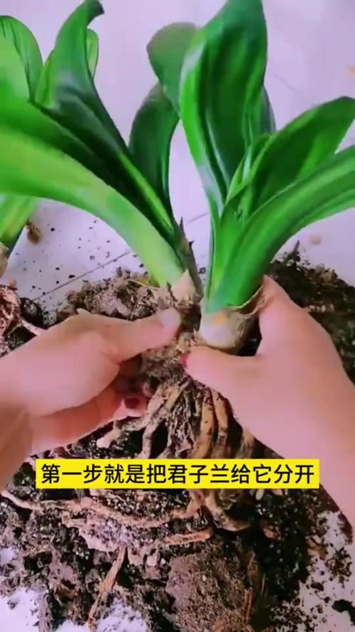 君子兰怎么分株，君孑兰怎么分株?？-第4张图片-优品飞百科