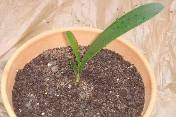 君子兰怎么分株，君孑兰怎么分株?？-第6张图片-优品飞百科
