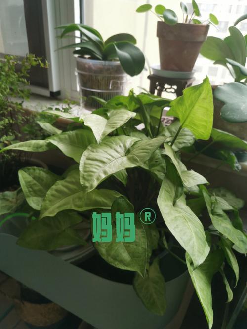 白蝴蝶的养殖方法，白蝴蝶的养殖方法和注意事项视频？-第4张图片-优品飞百科