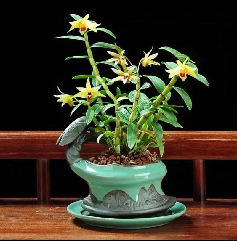 球花石斛的养殖方法，球花石斛的种植方法-第3张图片-优品飞百科