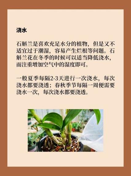 球花石斛的养殖方法，球花石斛的种植方法-第4张图片-优品飞百科