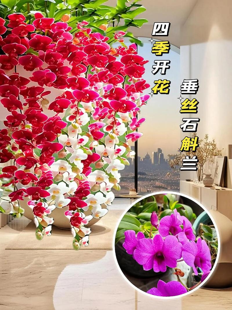 球花石斛的养殖方法，球花石斛的种植方法-第5张图片-优品飞百科