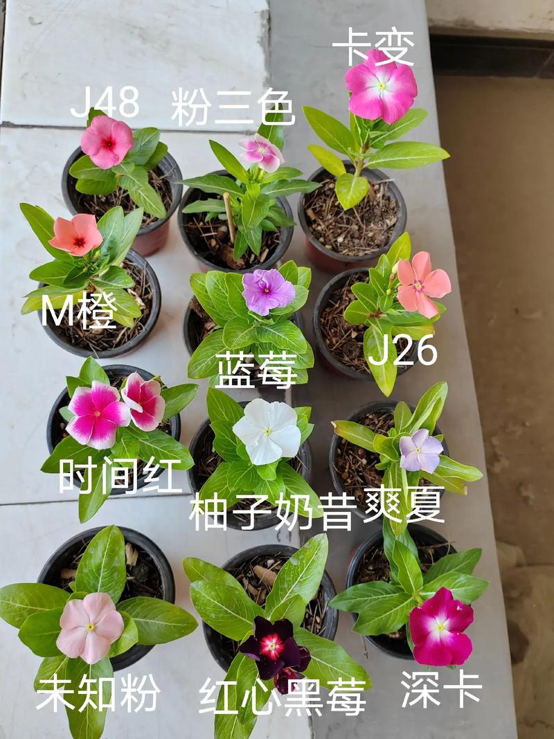 长春花晒太阳多少时间，长春花暴晒行吗？-第6张图片-优品飞百科