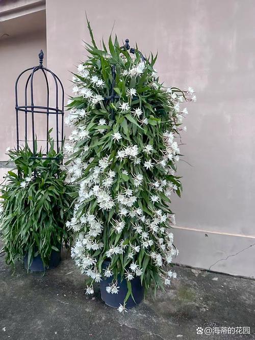 新买的昙花怎么养，新鲜的昙花怎么处理才能吃