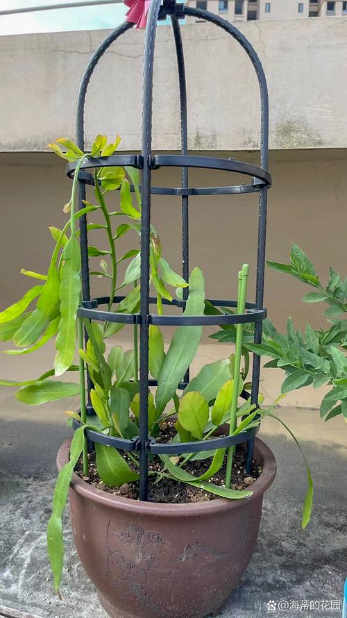 新买的昙花怎么养，新鲜的昙花怎么处理才能吃-第3张图片-优品飞百科