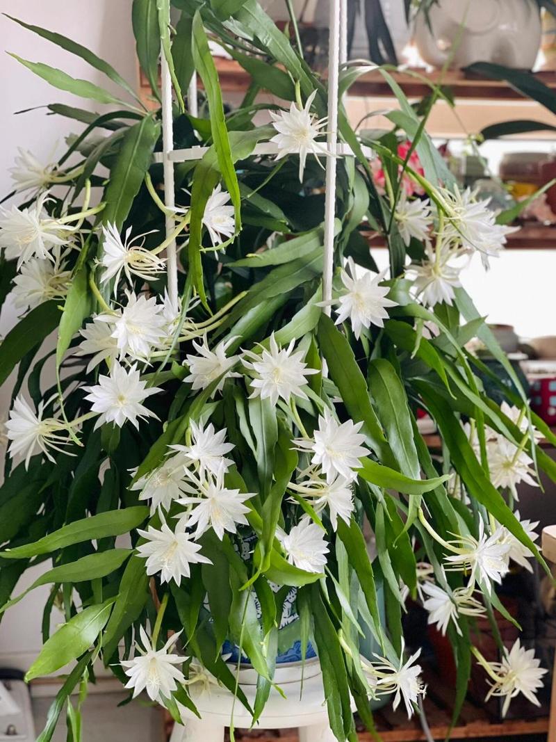 新买的昙花怎么养，新鲜的昙花怎么处理才能吃-第4张图片-优品飞百科