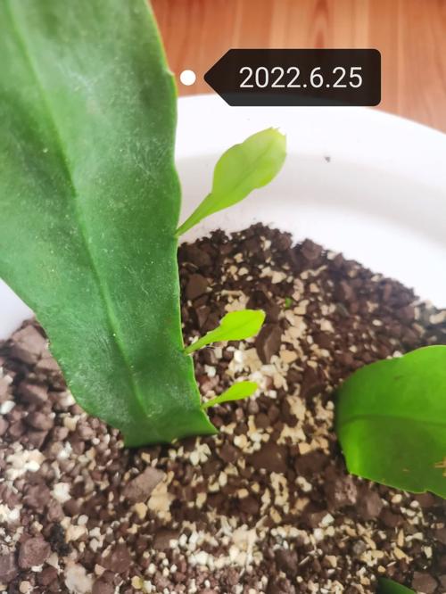 新买的昙花怎么养，新鲜的昙花怎么处理才能吃-第5张图片-优品飞百科