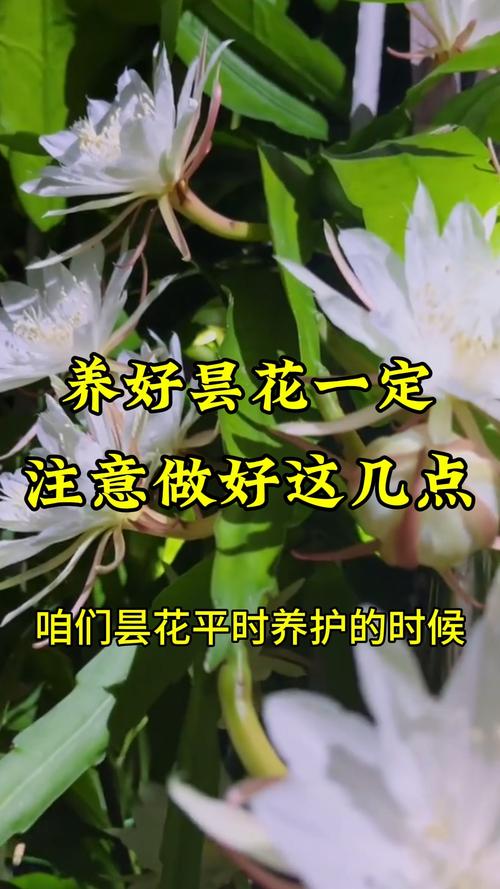 新买的昙花怎么养，新鲜的昙花怎么处理才能吃-第6张图片-优品飞百科