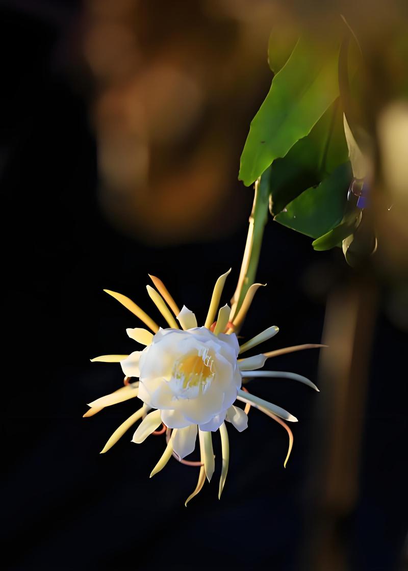 新买的昙花怎么养，新鲜的昙花怎么处理才能吃-第7张图片-优品飞百科