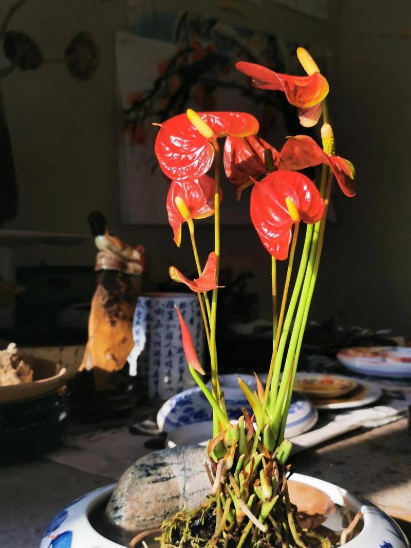 红花银桦冬天能开吗，红花银桦冬天能开吗？-第3张图片-优品飞百科
