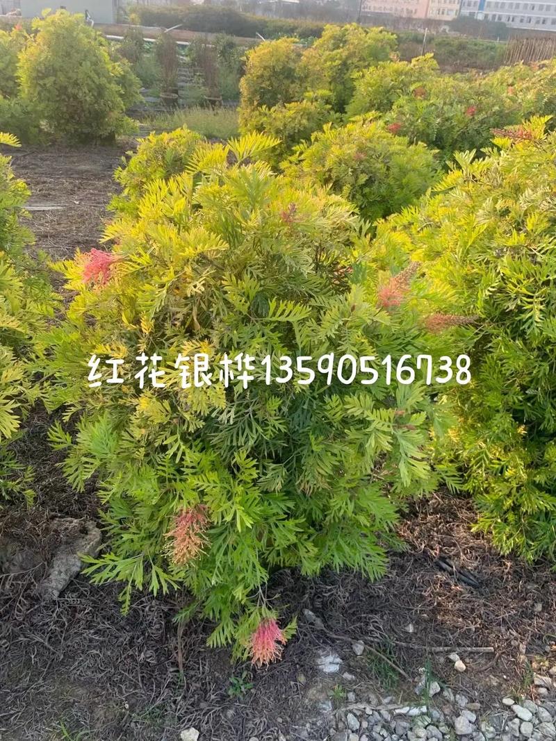 红花银桦冬天能开吗，红花银桦冬天能开吗？-第4张图片-优品飞百科