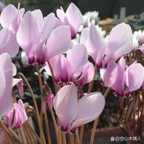 红花银桦冬天能开吗，红花银桦冬天能开吗？-第7张图片-优品飞百科