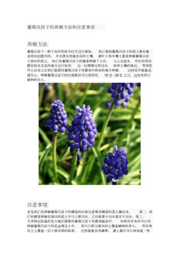 红花银桦冬天能开吗，红花银桦冬天能开吗？-第8张图片-优品飞百科