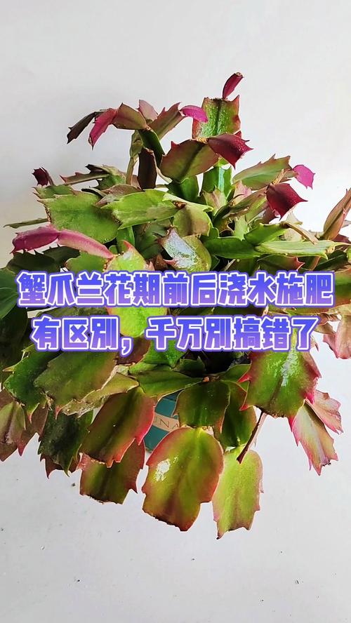 蟹爪兰开花时能施肥吗，蟹爪兰的开花的时候可不可以施肥