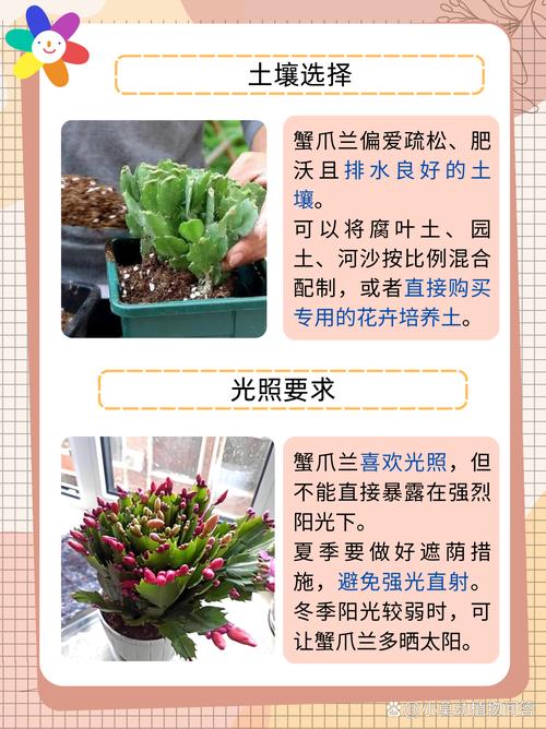 蟹爪兰开花时能施肥吗，蟹爪兰的开花的时候可不可以施肥-第6张图片-优品飞百科