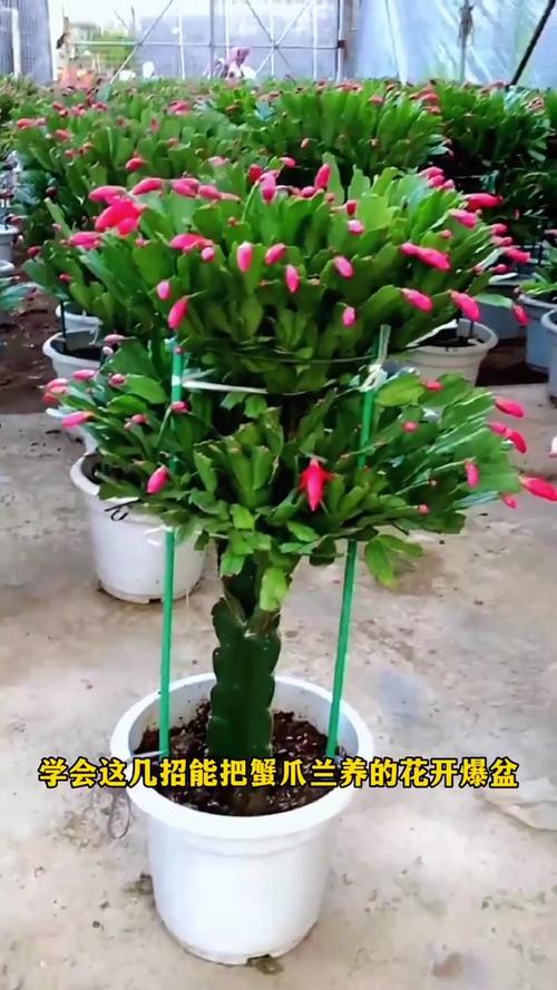 蟹爪兰开花时能施肥吗，蟹爪兰的开花的时候可不可以施肥-第7张图片-优品飞百科
