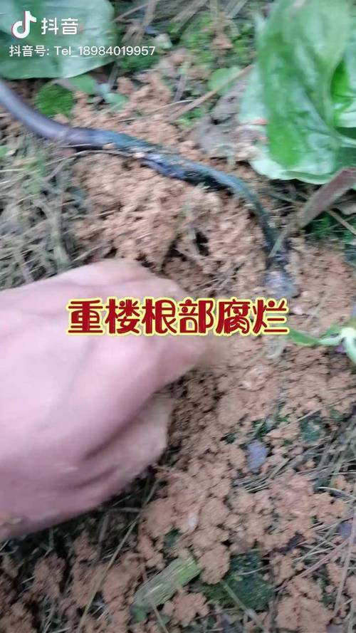 野生马缨花可以移栽吗？野生马樱花树庄移栽？