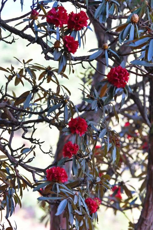 野生马缨花可以移栽吗？野生马樱花树庄移栽？-第2张图片-优品飞百科
