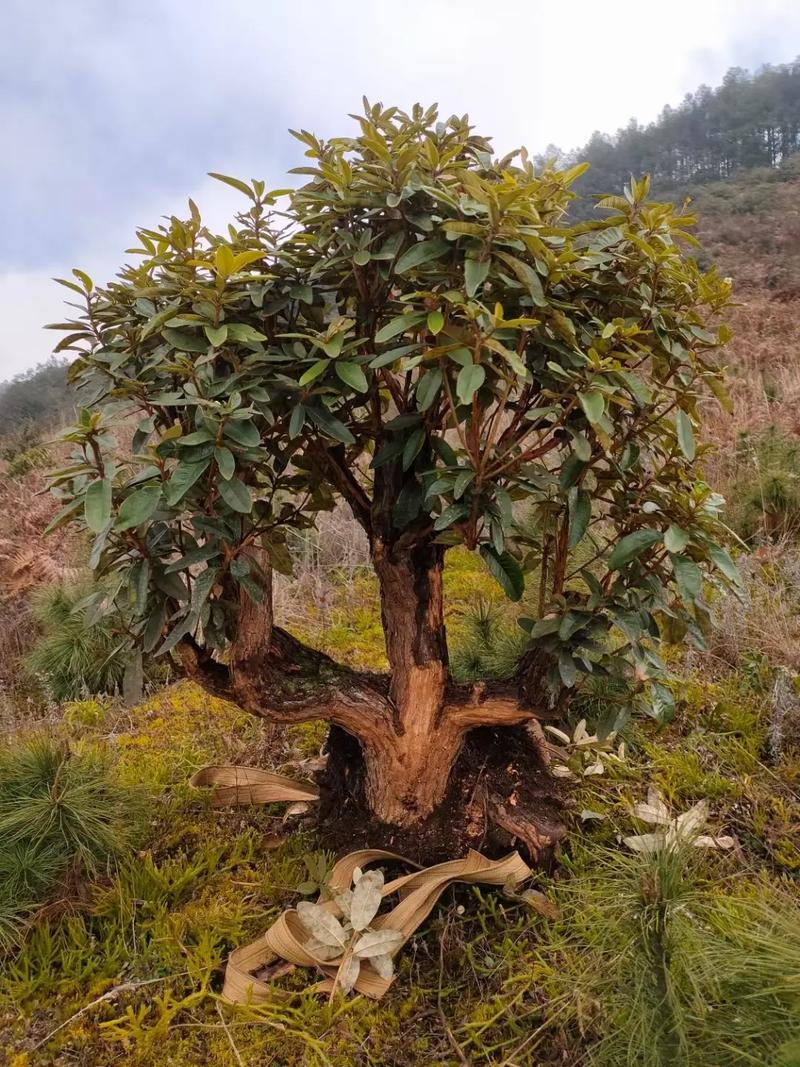 野生马缨花可以移栽吗？野生马樱花树庄移栽？-第3张图片-优品飞百科