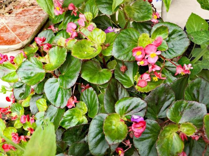 野生马缨花可以移栽吗？野生马樱花树庄移栽？-第4张图片-优品飞百科