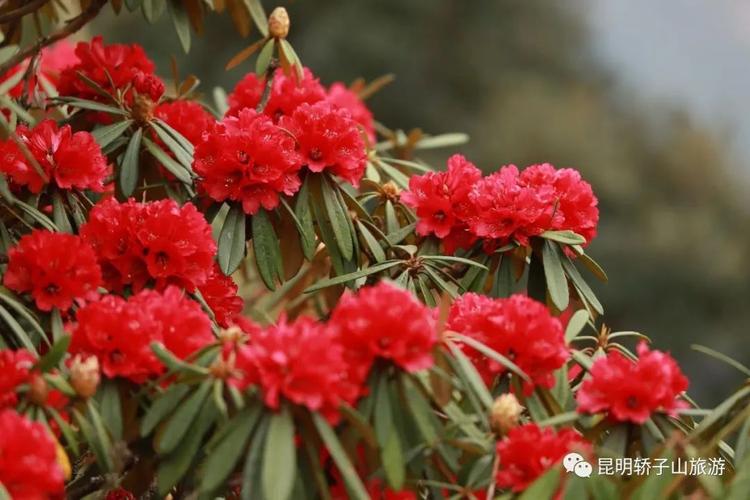 野生马缨花可以移栽吗？野生马樱花树庄移栽？-第5张图片-优品飞百科