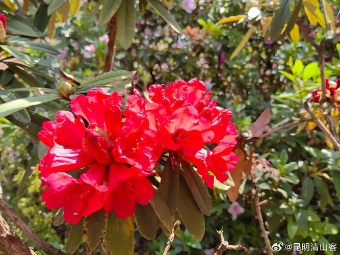 野生马缨花可以移栽吗？野生马樱花树庄移栽？-第6张图片-优品飞百科