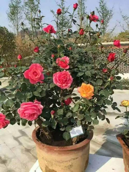 月季花冬季的室外管理，月季花冬季的室外管理要点？