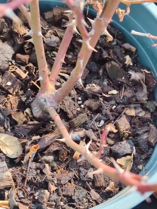 月季花冬季的室外管理，月季花冬季的室外管理要点？-第2张图片-优品飞百科