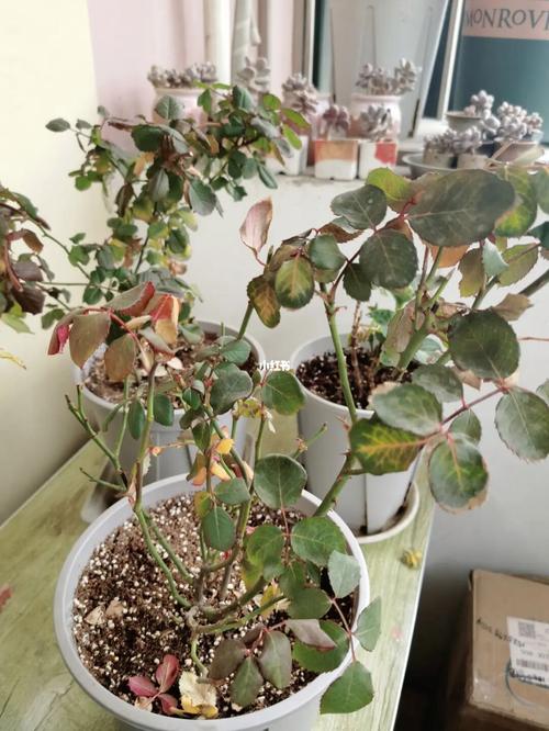 月季花冬季的室外管理，月季花冬季的室外管理要点？-第3张图片-优品飞百科