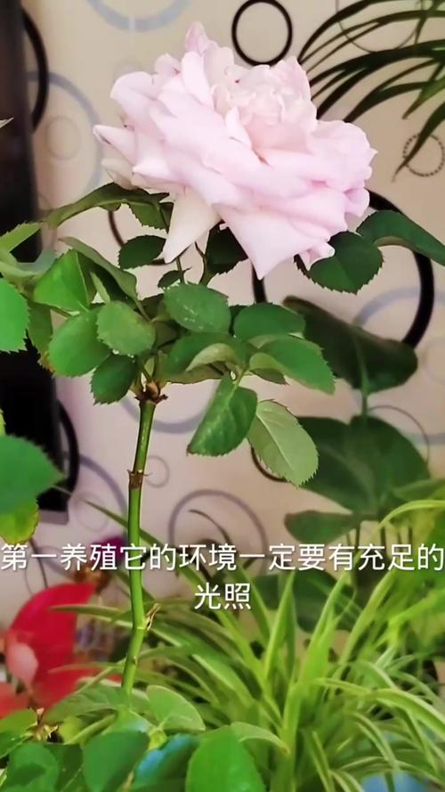 月季花冬季的室外管理，月季花冬季的室外管理要点？-第4张图片-优品飞百科