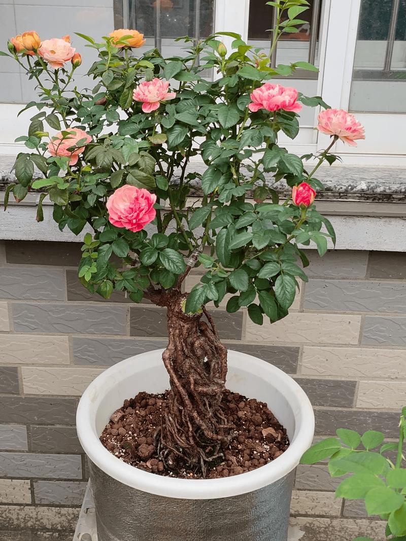月季花冬季的室外管理，月季花冬季的室外管理要点？-第5张图片-优品飞百科