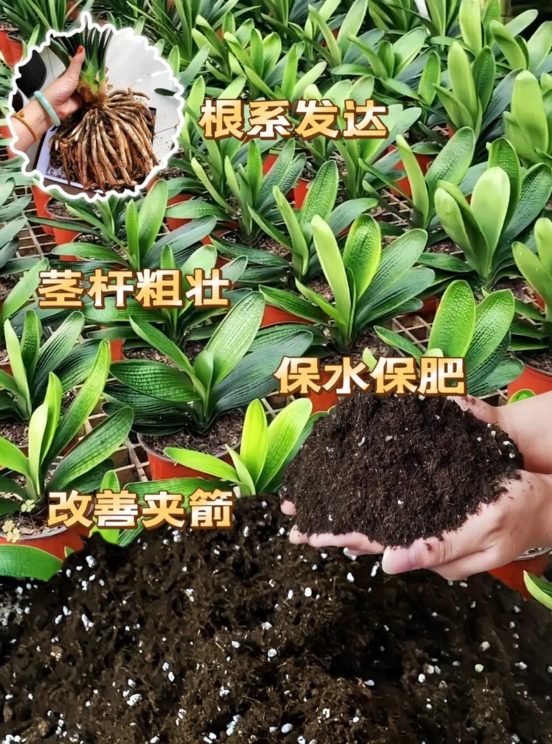 种植君子兰用什么土好？栽培君子兰用什么土？-第3张图片-优品飞百科