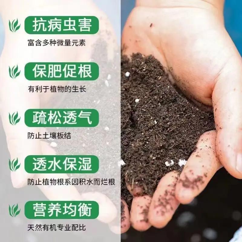 种植君子兰用什么土好？栽培君子兰用什么土？-第4张图片-优品飞百科