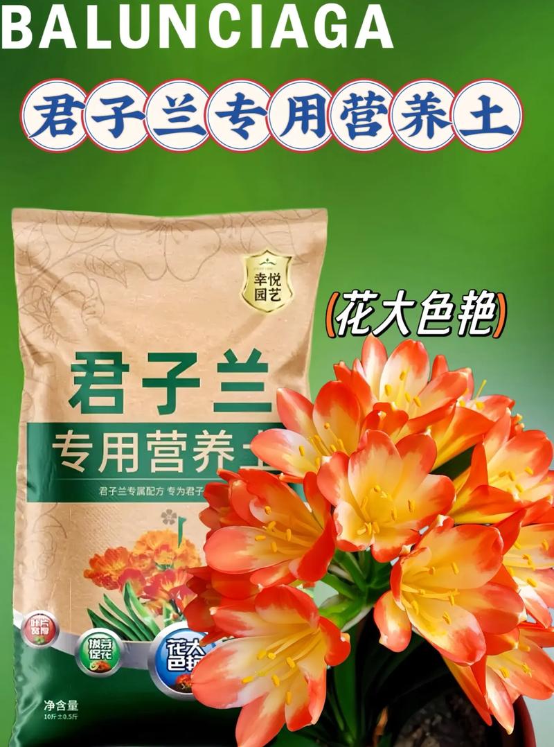 种植君子兰用什么土好？栽培君子兰用什么土？-第5张图片-优品飞百科
