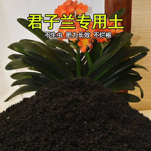 种植君子兰用什么土好？栽培君子兰用什么土？-第6张图片-优品飞百科