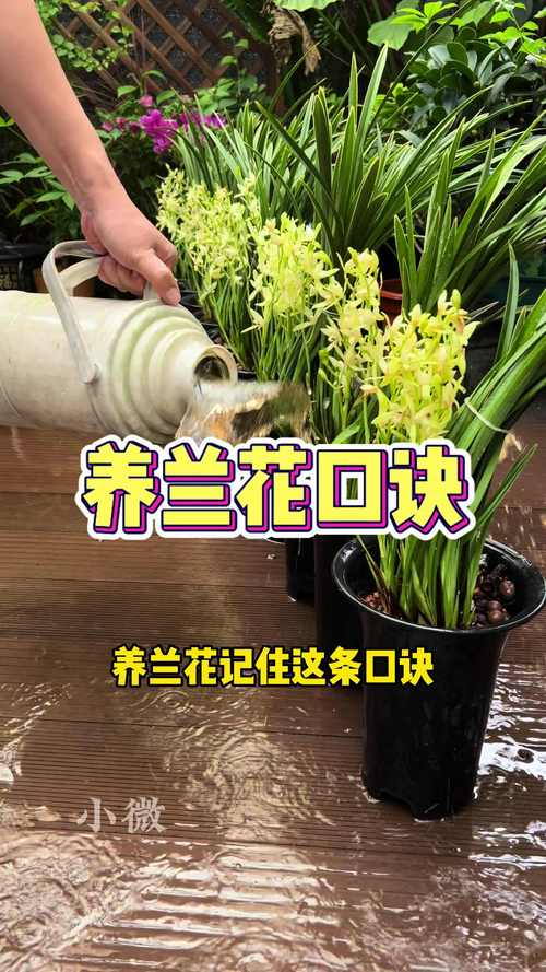 10月份兰花怎么浇水，10月份兰花可以施肥吗