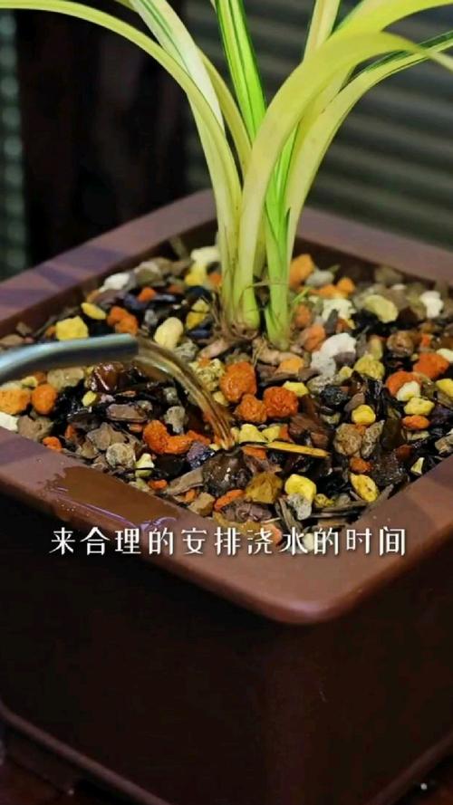 10月份兰花怎么浇水，10月份兰花可以施肥吗-第4张图片-优品飞百科