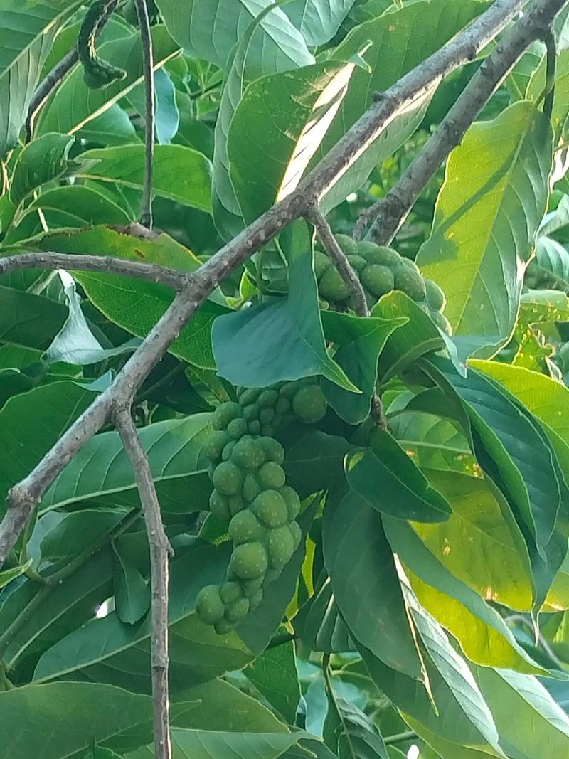 牛角菱怎么种植，牛角菱怎么种植视频？