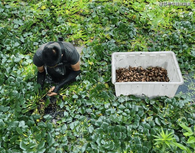 牛角菱怎么种植，牛角菱怎么种植视频？-第2张图片-优品飞百科
