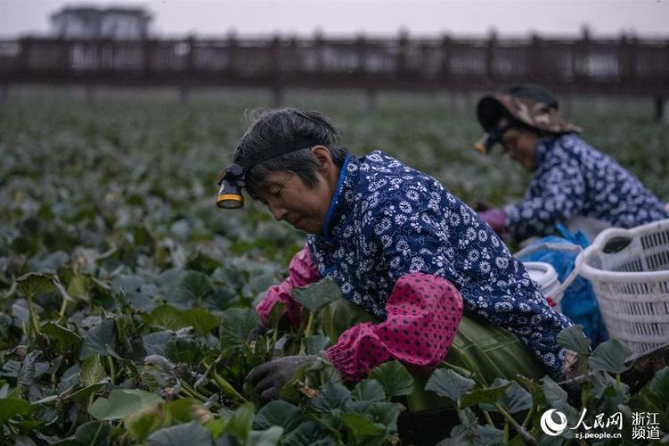 牛角菱怎么种植，牛角菱怎么种植视频？-第3张图片-优品飞百科