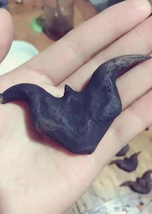 牛角菱怎么种植，牛角菱怎么种植视频？-第5张图片-优品飞百科