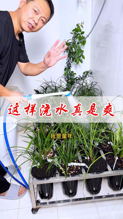 春兰怎么浇水，春兰如何浇水多长时间浇一回