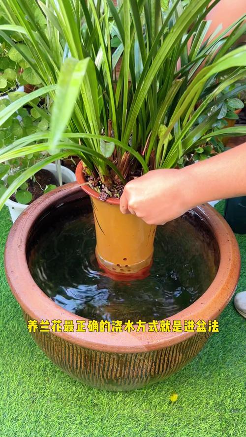 春兰怎么浇水，春兰如何浇水多长时间浇一回-第4张图片-优品飞百科