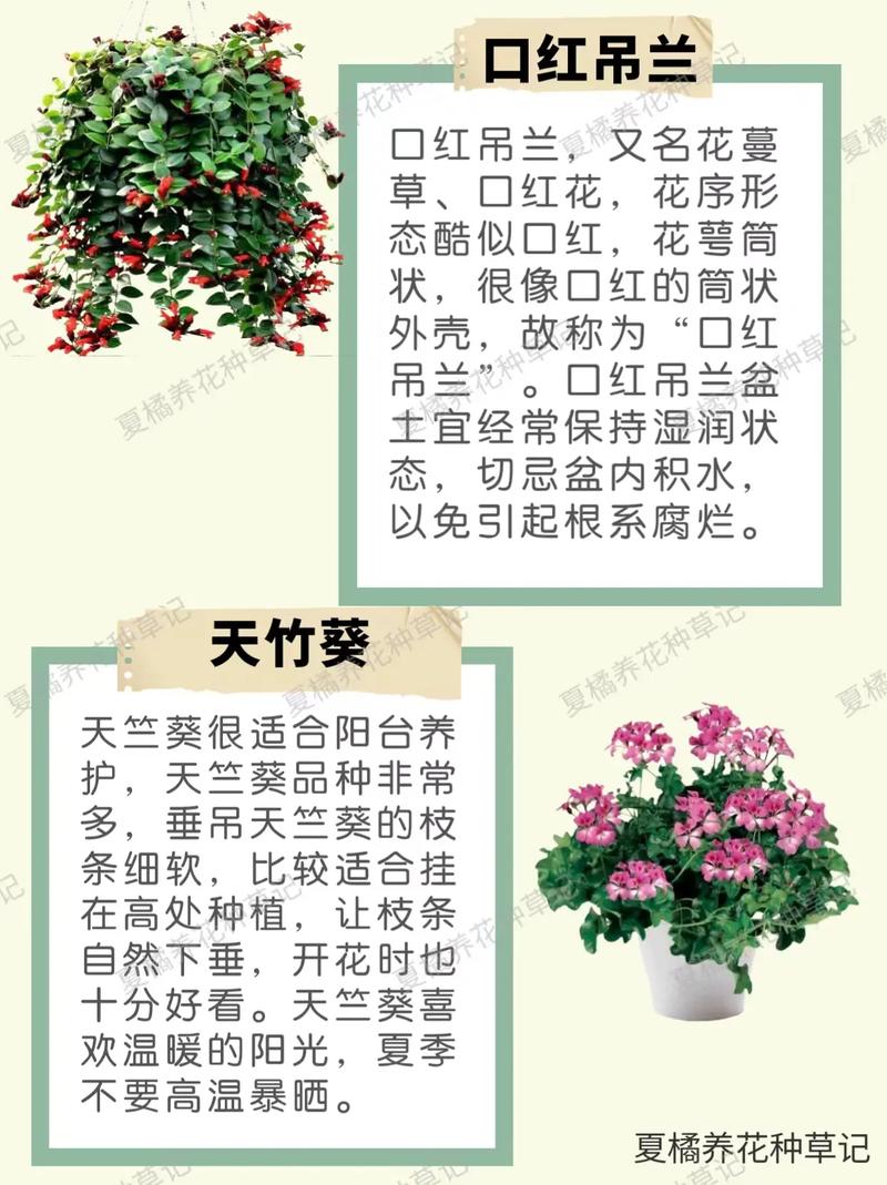 紫玄月的养殖方法和注意事项，紫玄月的养殖方法和注意事项月吊兰怎么养？-第3张图片-优品飞百科
