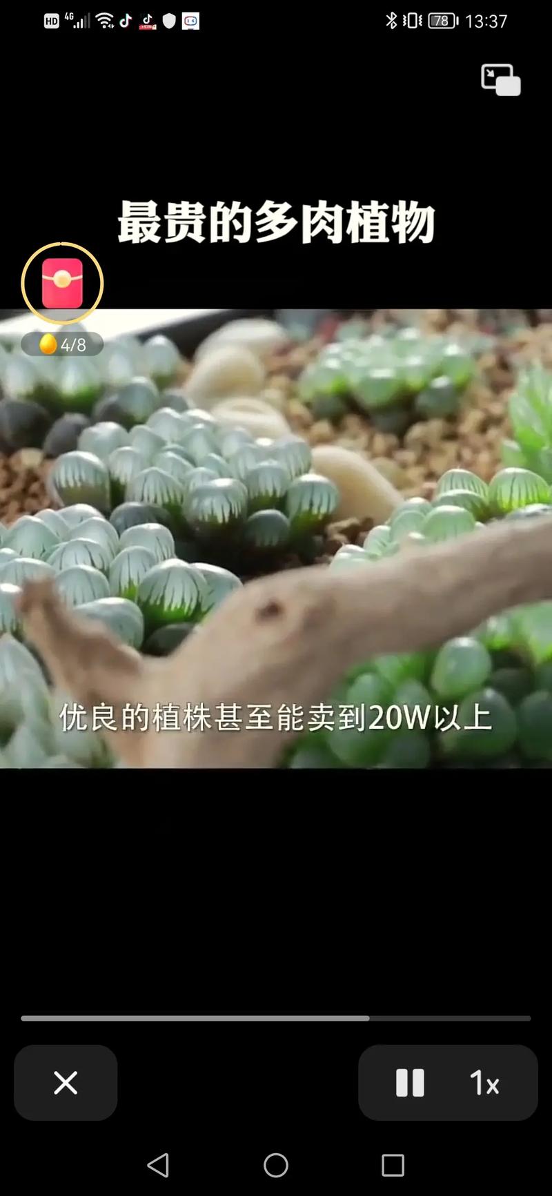 帝玉露怎么养，帝玉露锦-第2张图片-优品飞百科