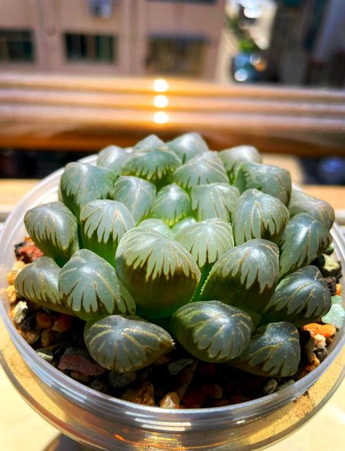 帝玉露怎么养，帝玉露锦-第7张图片-优品飞百科