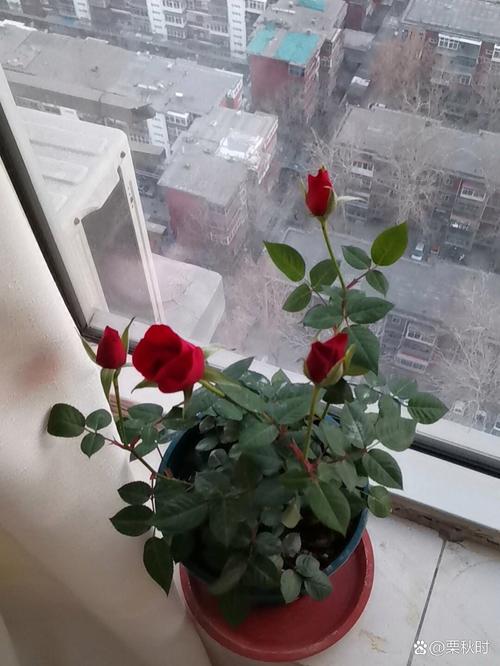 玫瑰花几天浇一次水？玫瑰花几天浇一次水最合适呢？